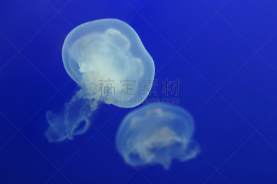 水,白色,水母,两只动物,充气筏,水平画幅,水肺潜水,形状,月亮,水下