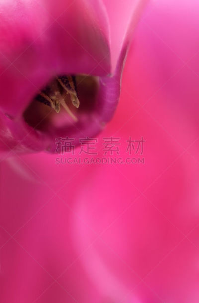 樱草属,仅一朵花,垂直画幅,选择对焦,无人,户外,特写,部分,植物,彩色图片