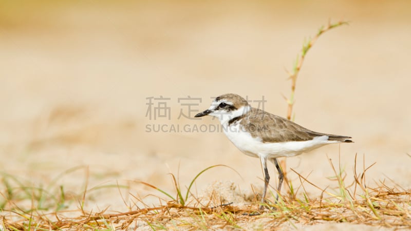 斯里兰卡,鸟类,环颈鸻,自然,野生动物,水平画幅,无人,观鸟,印度次大陆,野外动物