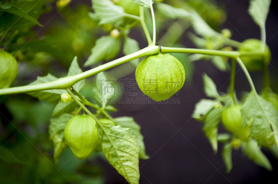 宫灯百合,粘果酸浆,酸浆属,多年生植物,日本灯笼,豆荚,多汁的,小心轻放,植物茎,熟的