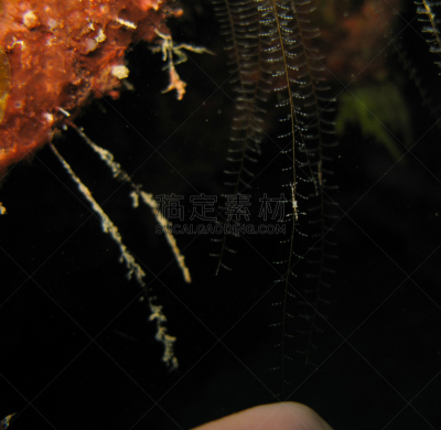 虾,共栖,水平画幅,无人,甲壳动物,水下,共生关系,水熄虫,加勒比海,摄影