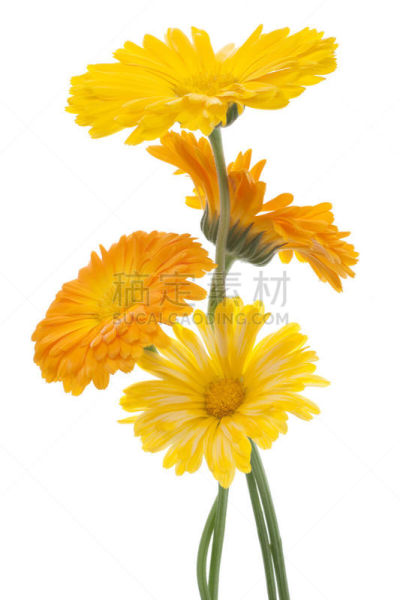金盏草,茼蒿菊,野金盏花,垂直画幅,美,绿色,橙色,无人,白色背景,组物体
