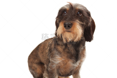 向上看,腊肠犬,金属丝,钢毛德国猎犬,正面视角,留白,水平画幅,无人,动物身体部位,坐