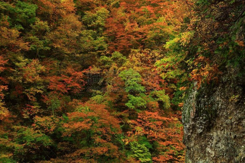 山谷,秋天,叶子,旅途,自然美,植物,河流,枫树,户外,日本