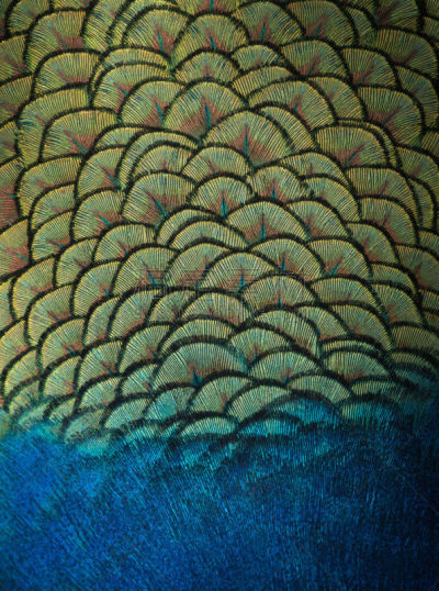 孔雀,动物背脊,翎毛,孔雀羽毛,黄色,垂直画幅,图像,后背,美,美国