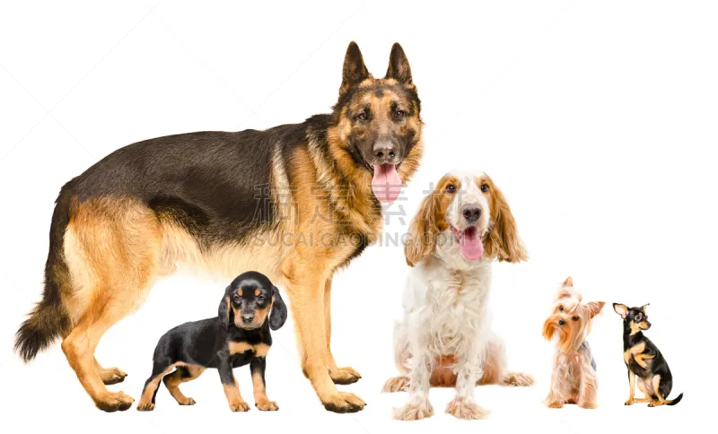 可爱的 狗 动物群 个性 五只动物 分离着色 白色背景 纯种犬 梗犬 背景分离图片素材下载 稿定素材 可爱的 狗 动物群 个性 五只动物 分离着色 白色背景 纯种犬 梗犬 背景分离图片素材下载 稿定素材