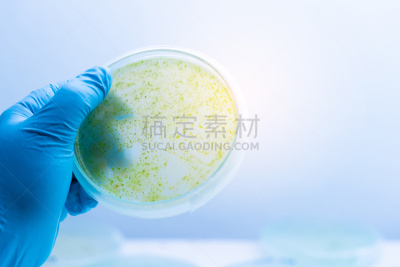 微生物学,颤藻属,盘子,传统,大群动物,显微镜,淡水,热带气候,食品