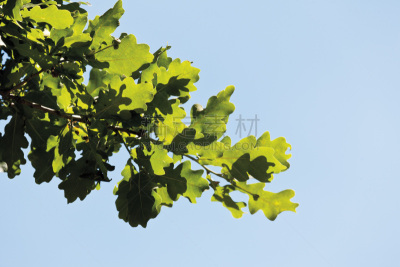 橡树,特写,土耳其,自然,低视角,水平画幅,无人,南方红橡,户外