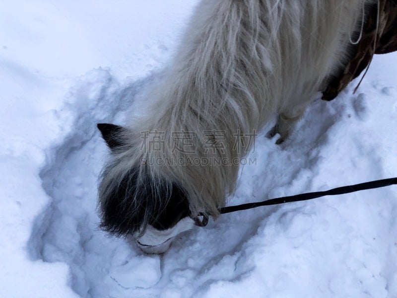 马,雪,乐趣,鞍马,有蹄哺乳动物,小马,马属,小的,动物,动物习性