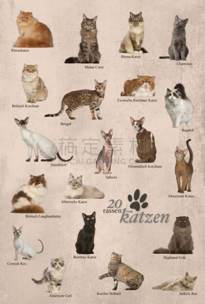 猫,德国德意志马克,影棚拍摄,彩色背景,纹理,家畜,宠物,图像,垂直画幅