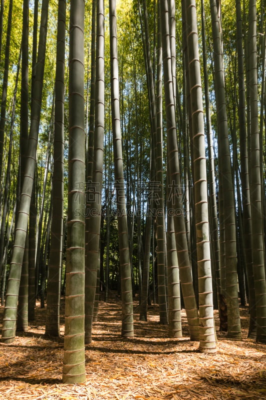 巨大的,竹林,巨竹,垂直画幅,无人,日本,户外,高大的,树林,植物茎