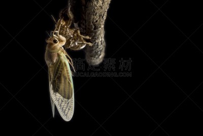 蝉,水平画幅,透明,无人,日本,科学实验,延时摄影,家庭作业,摄影,羽化