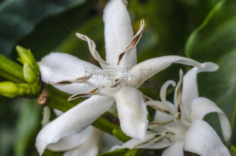 单房的,茜草科,花冠,单一栽培,圣保罗,咖啡馆,阿拉比卡咖啡,水平画幅,无人,香水