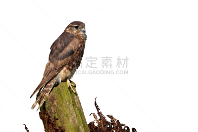 灰背隼,猎鹰,自然,野生动物,食肉鸟,水平画幅,无人,英国,鸟类,背景分离
