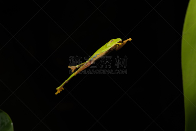 青蛙,眼痛,水平画幅,夜晚,动物身体部位,户外,恰帕斯州,雨林,动物主题,拉丁美洲