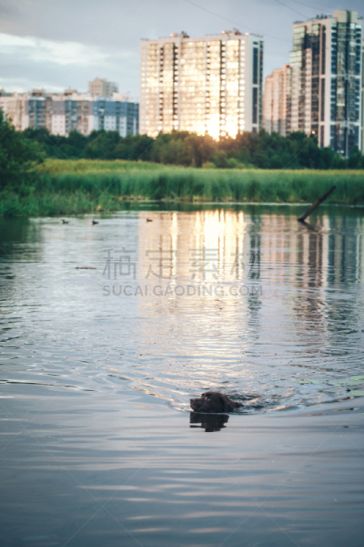 进行中,户外,池塘,狗,垂直画幅,褐色,brown dog tick,纯种犬,寻回犬,嬉戏的