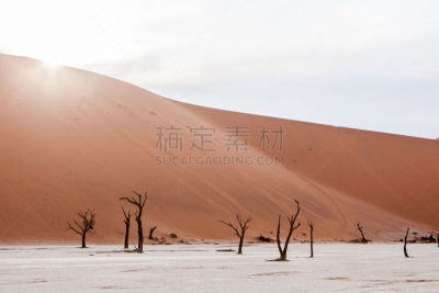 山谷,纳米比亚,金合欢树,瑟斯瑞姆,热,橙色,人种,著名景点,沙漠,户外