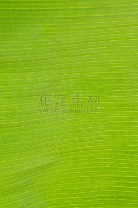 绿色,香蕉叶,垂直画幅,美,枝繁叶茂,无人,社区菜园,符号,户外,干净