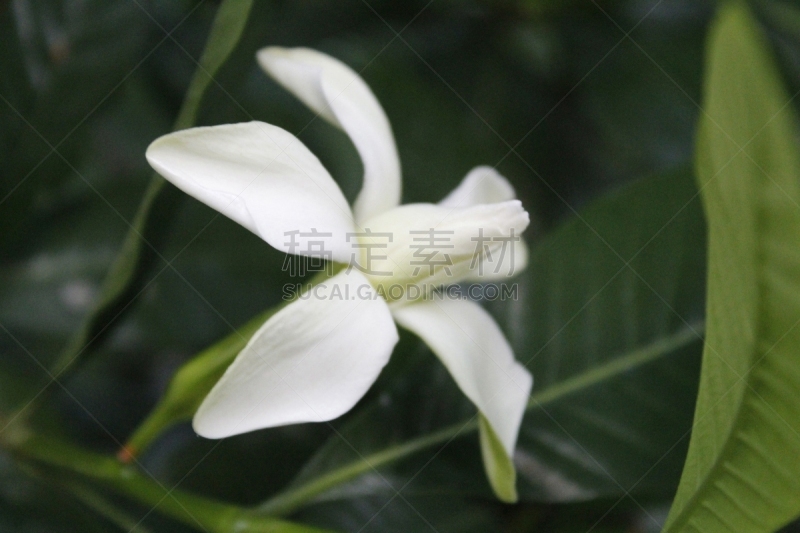 自然美,栀子,芳香的,热带气候,仅一朵花,生物,春天,中国,东亚,花的组成部分