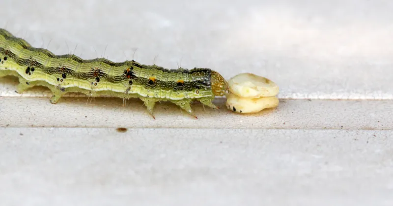 毛虫 野外动物 蛾 害虫 多毛的 松科 常绿树 大特写 蠕虫图片素材下载 稿定素材