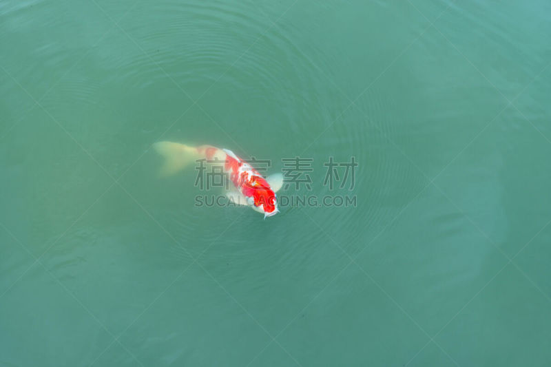鲤鱼,传统,国内著名景点,旅途,公园,水面,池塘,著名景点,生物,动物