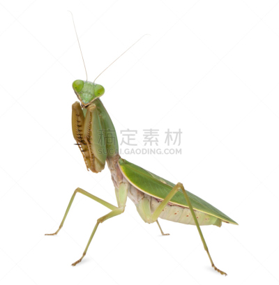 菱背螳属,螳螂,雌性动物,动物主题,怪异,前面,背景分离,野生动物,一只动物,生物