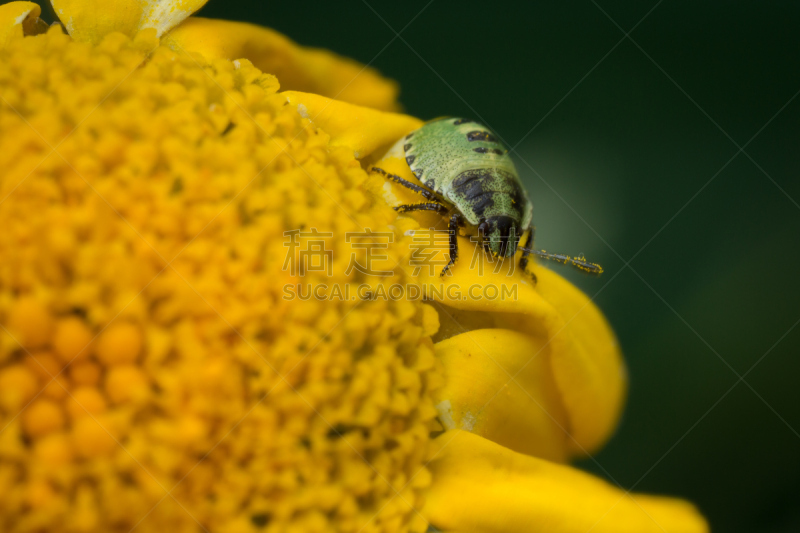 黄色,花坛,鹭管鱼,绿色,无脊椎动物,heteroptera,水平画幅,无人,2015年,大特写