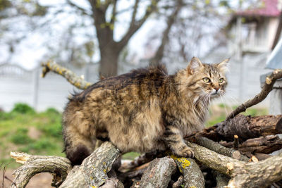 西伯利亚猫,欧洲野猫,野猫,自然,水平画幅,绿色,灰发,嫩枝,爪子,动物身体部位