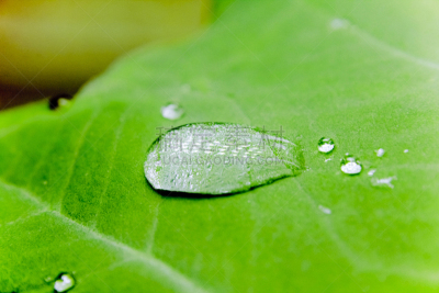 芋头,水,水滴,叶子,泽泻目,水平画幅,动物耳朵,抽象,动物身体部位,植物
