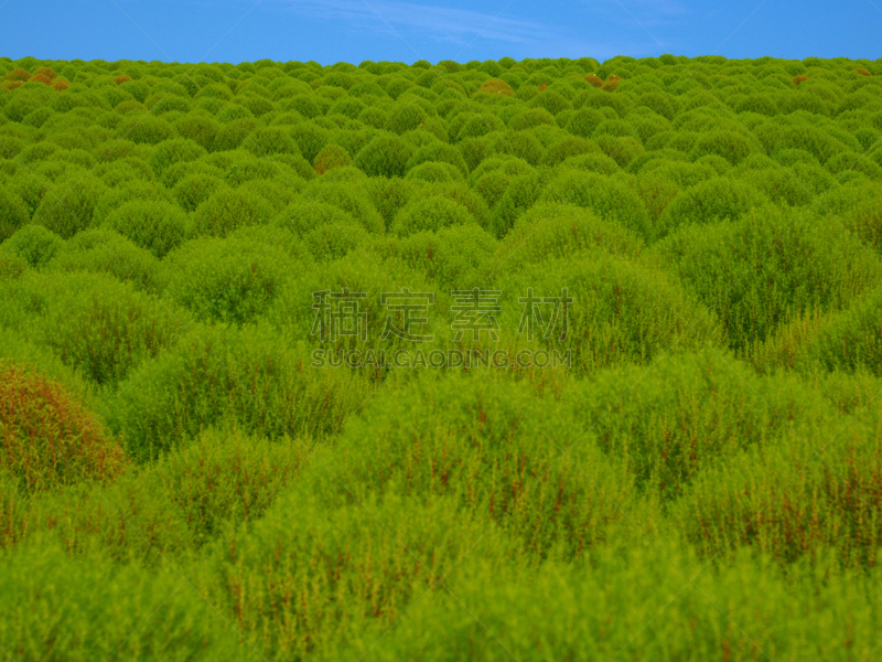 绿色,在上面,农业,环境,草,著名景点,农场,茨城县,植物