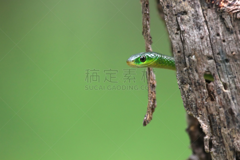 绿色,蛇头草,树蛇,赞比亚,自然,野生动物,水平画幅,蛇,非洲,自然美