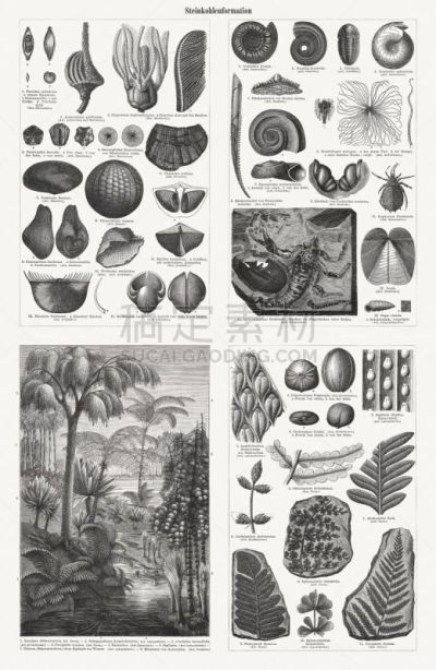 Fossils and plants from the Carboniferous period, woodcuts, published 1897