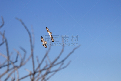 鸟类,鱼鹰,墨西哥,下加利福尼亚州,水,天空,褐色,食肉鸟,水平画幅,动物身体部位