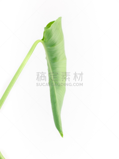 新的,叶子,自然,垂直画幅,植物茎,植物,绿色,彩色图片,无人,摄影