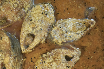 鱼类,切片食物,盘子,格子烤肉,水平画幅,海产,晚餐,清新,孟加拉邦