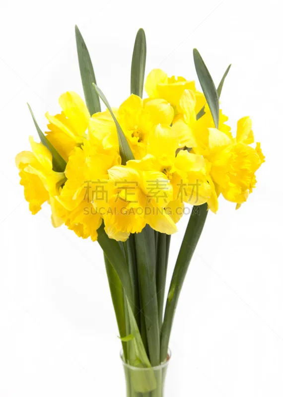 水仙花 花束 黄色 自然 垂直画幅 无人 组物体 背景分离 植物茎 春天图片素材下载 稿定素材