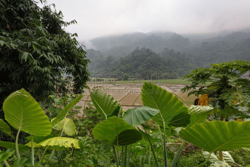 越南,风景,查济,英国飞机公司,脐钉,宏伟,摩托艇,水,水平画幅,枝繁叶茂