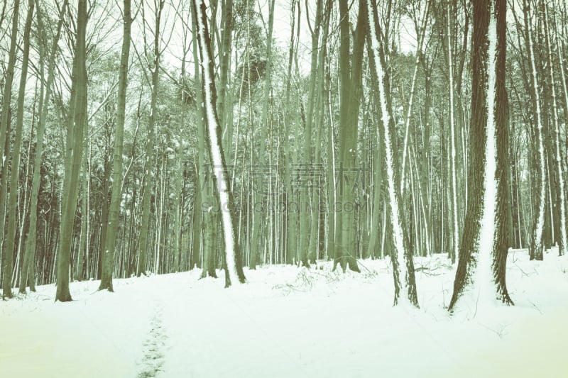 冬天,森林,德国高速列车,球洞区,水平画幅,雪,户外,常绿树,枝