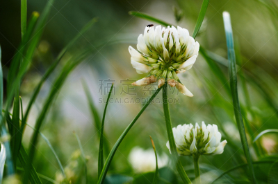 Wild grass flowers