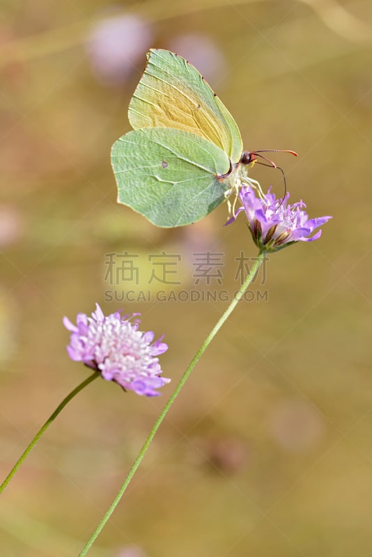 蝴蝶,仅一朵花,克丽奥佩特拉,白蝴蝶,瓦尔省,动物长鼻,垂直画幅,褐色,侧面像,动物身体部位