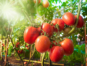 西红柿,水滴,日光,水,水果,多汁的,熟的,农作物,温室,田地