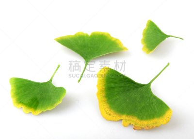 银杏,顺势医学,银杏树,保加利亚,草药,替代医药,脑部,美,替代疗法,辅导讲座