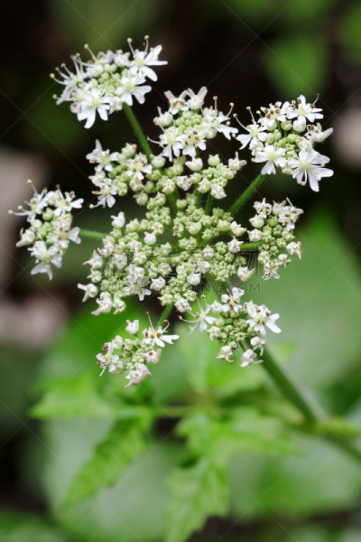 香菜,植物,仅一朵花,葛缕子籽,垂直画幅,芳香的,绿色,无人,特写,植物学