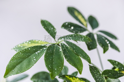 水,绿色,特写,水滴,叶子,分离着色,风景,灰色背景,自然,灰色