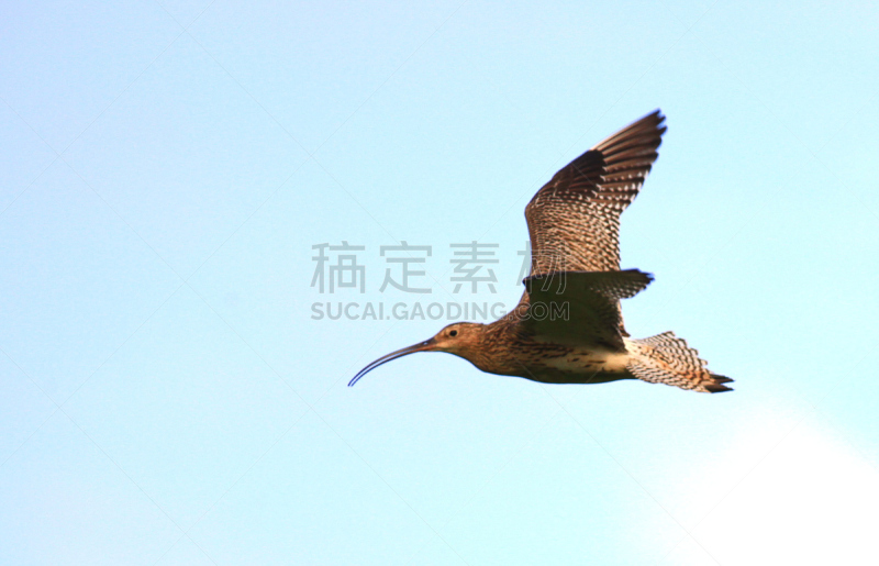 矶鹞,鸟类,麦鸡亚科,蛎鹬,褐色,水平画幅,动物身体部位,野外动物,户外,飞