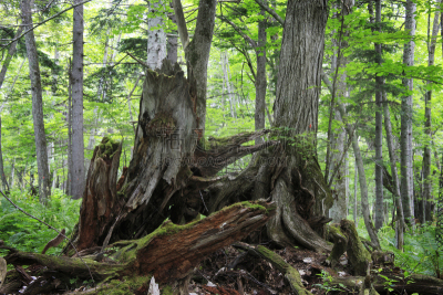 阿寒湖,森林,森林浴,原生林,北海道,自然,国家公园,水平画幅,绿色,地形