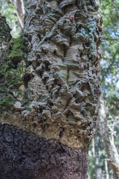 撒丁岛,意大利,橡树,cork tree,橡树果,自然,垂直画幅,无人,摄影,树