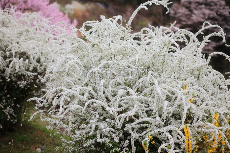 花朵,绣线菊,白色,春天,植物,水平画幅,无人,户外,大阪府,鲜花盛开