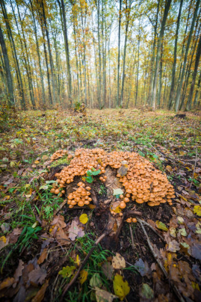 硫磺,穗,蘑菇,Leafy Gall,沿丝伞菇,肌束,硫酸,有毒废物,垂直画幅,时间