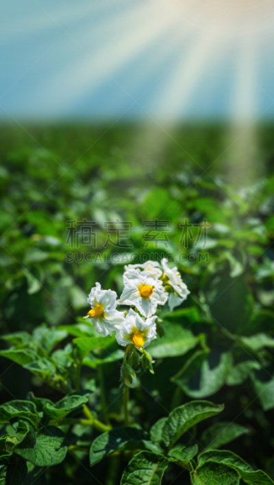 马铃薯,花,白色,灌木,垂直画幅,无人,夏天,组物体,户外,图像